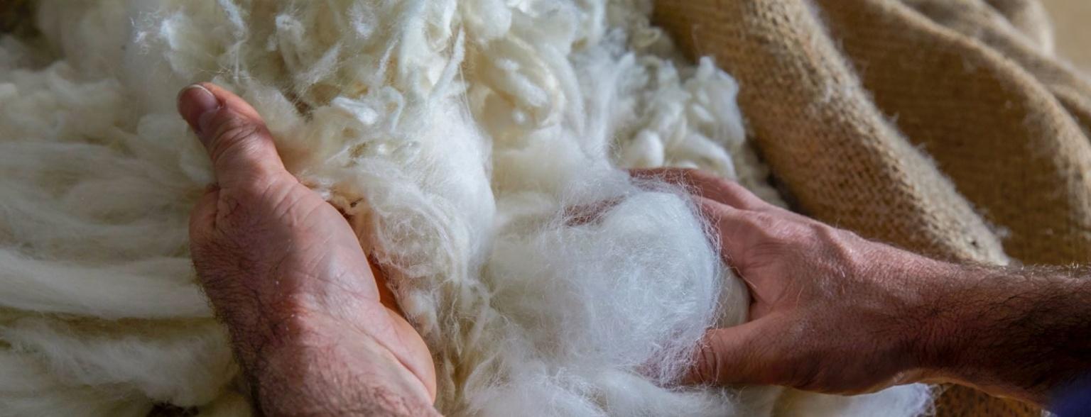 Hands touching wool